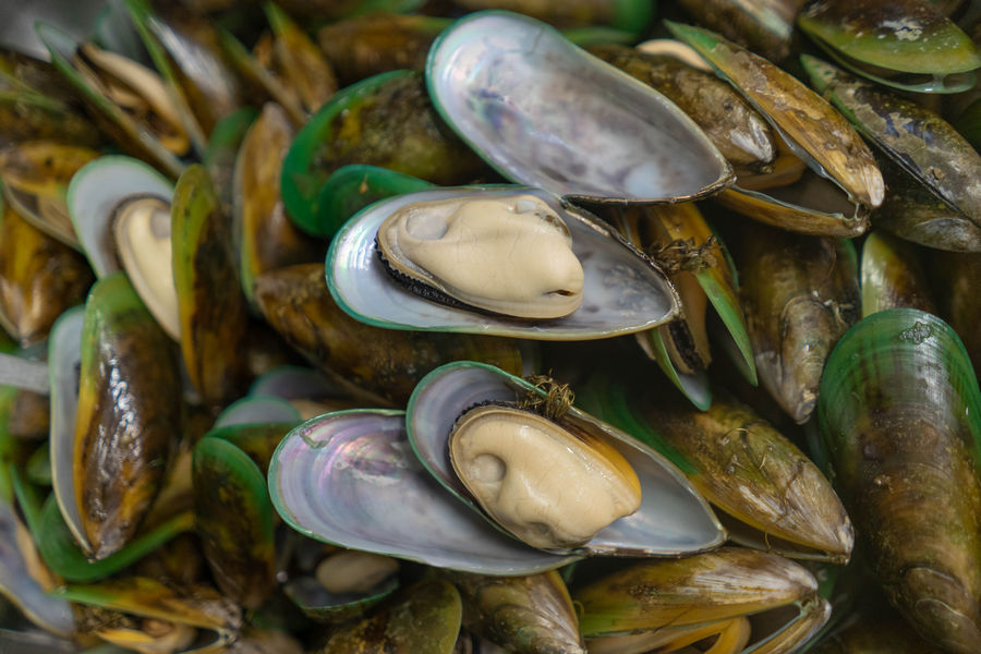 Are Green Lipped Mussels Good For Dogs