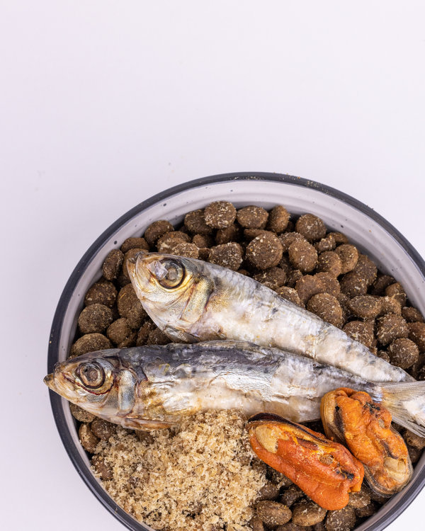 Fish treats for dogs on kibble